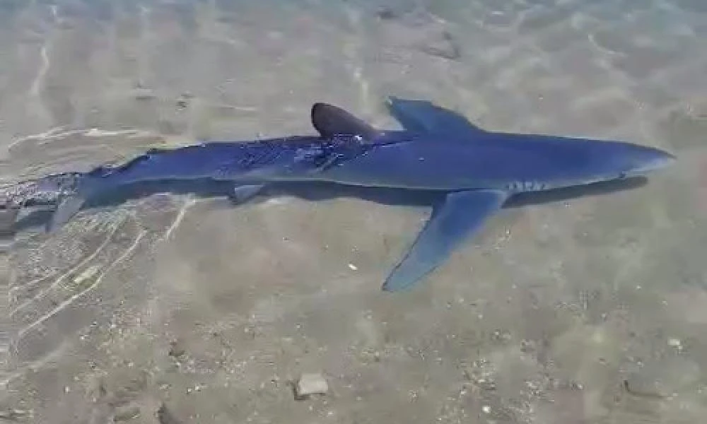 Οι καρχαρίες στη Γλυφάδα και το λιμάνι του Βόλου έγιναν viral - Εντυπωσιακά βίντεο από τις βόλτες... στα ρηχά
